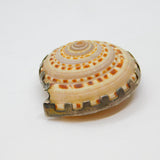 Sterling Silver Set Natural Seashell Studio Brooch Pin Vintage c1970's