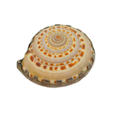 Sterling Silver Set Natural Seashell Studio Brooch Pin Vintage c1970's