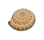 Sterling Silver Set Natural Seashell Studio Brooch Pin Vintage c1970's
