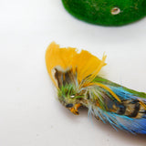 Victorian Natural Feather Parrot Novelty Brooch Pin Antuque c1900 Leather Back