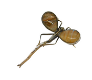 Art Deco Sterling Silver Morpho Butterfly Dragonfly Brooch Antique c1920s