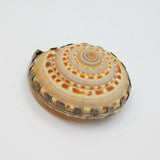 Sterling Silver Set Natural Seashell Studio Brooch Pin Vintage c1970's
