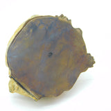 19th Century Franz Bergman Cold Painted Bronze Chick Stamp Box Antique c1880