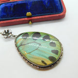 Large Sterling Silver & Morpho Butterfly Wing Drop Pendant Antique c1920 Deco