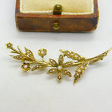 Edwardian 9ct Yellow Gold Seed Pearl Set Spring Flower Brooch Antique c1910