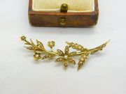 Edwardian 9ct Yellow Gold Seed Pearl Set Spring Flower Brooch Antique c1910