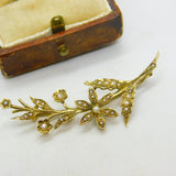 Edwardian 9ct Yellow Gold Seed Pearl Set Spring Flower Brooch Antique c1910